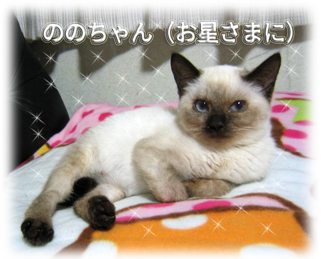 お願い にゃんぽみち 幸せさがし