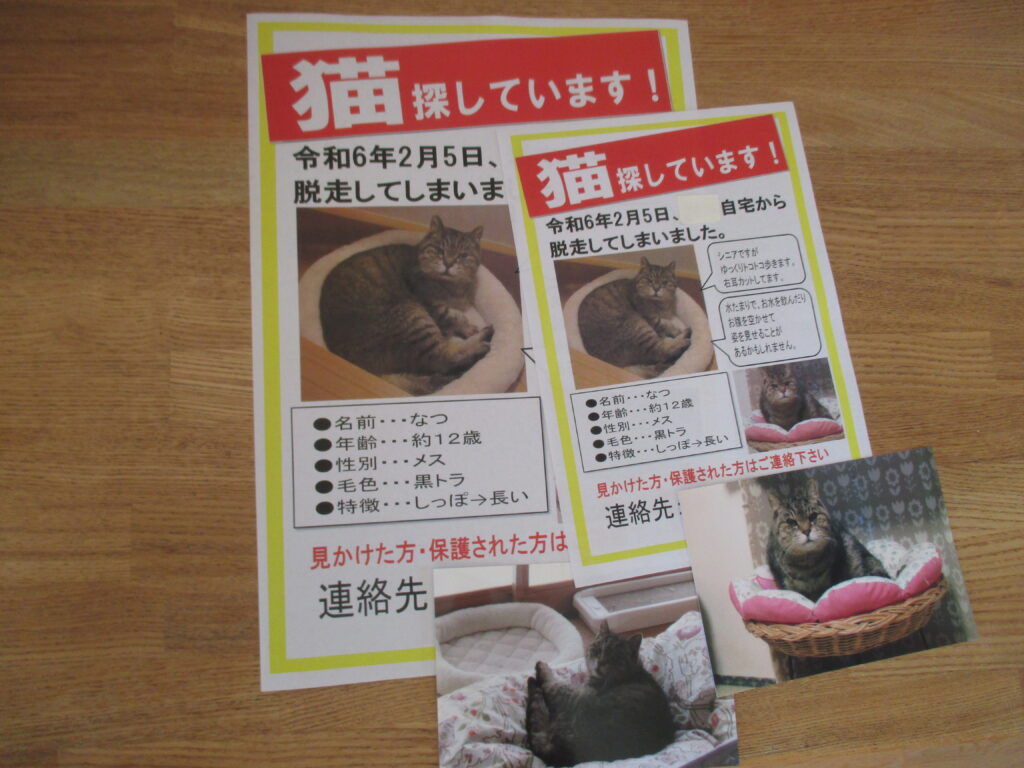 まさか😱の大捜索🔦 | にゃんぽみち ～幸せさがし～