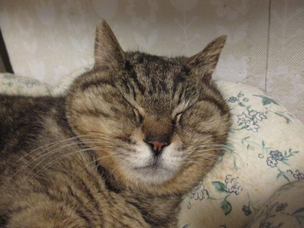 今、できること | にゃんぽみち ～幸せさがし～